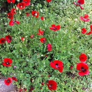 Meet your Posher, Leyla